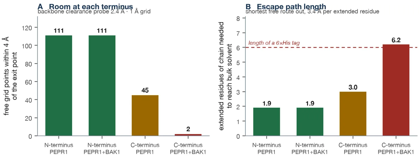 Bar chart of free space at each peptide terminus with and without the co-receptor bound. The N-terminal bars are identical; the C-terminal free space collapses from 45 points to 2.