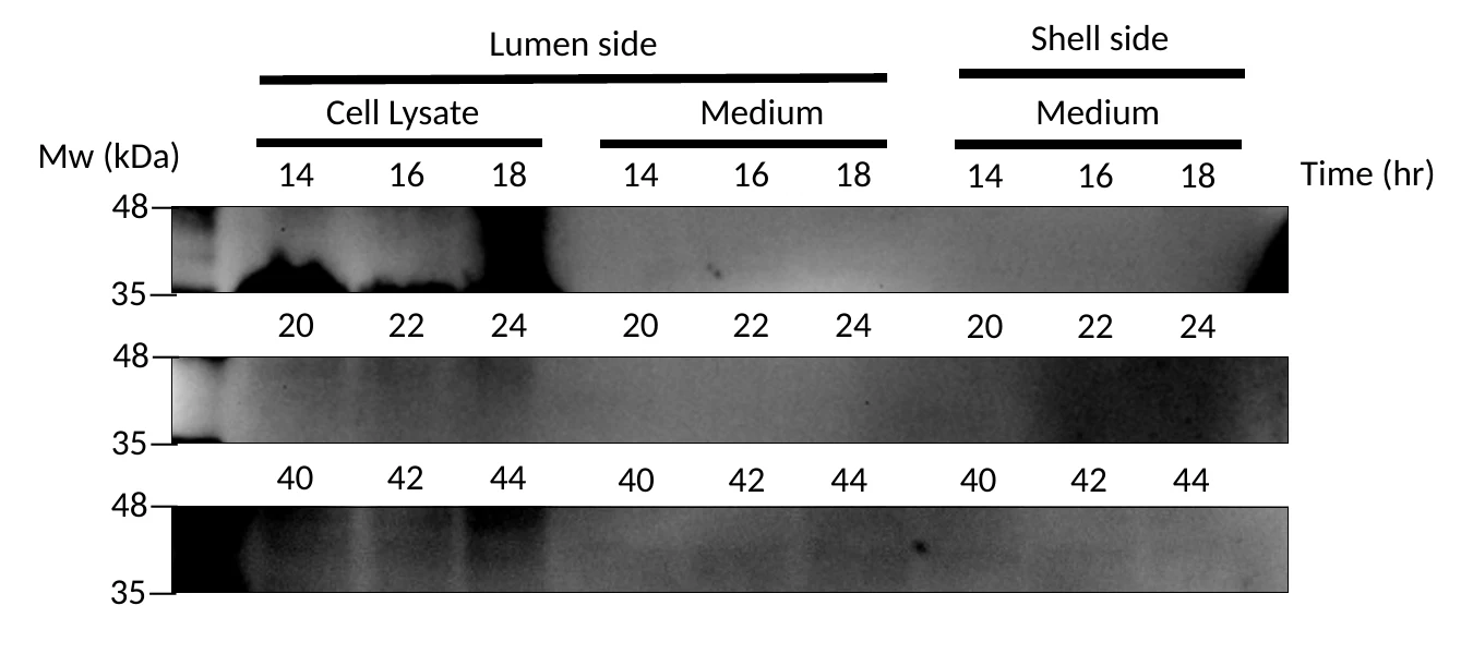 A western blot in three stacked strips. Each strip is labelled lumen side cell lysate, lumen side medium and shell side medium, at three time points, with molecular weight marks at 35 and 48 kilodaltons. The cell lysate lanes carry signal; the medium lanes are at or near background.