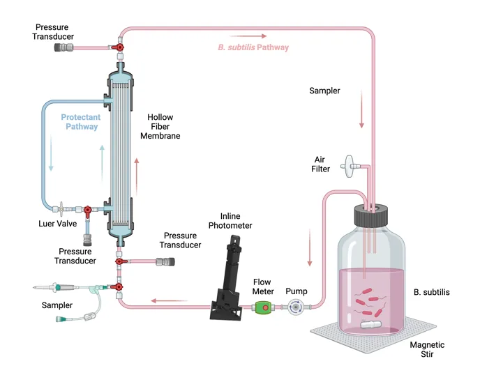 A labelled diagram of the minimum viable product. A pink B. subtilis pathway runs from a magnetically stirred culture bottle with an air filter, through a pump, a flow meter and an inline photometer, up into a hollow fiber membrane with pressure transducers at both ends and samplers, and back to the bottle. A blue protectant pathway leaves the side of the hollow fiber membrane through a Luer valve and a pressure transducer.