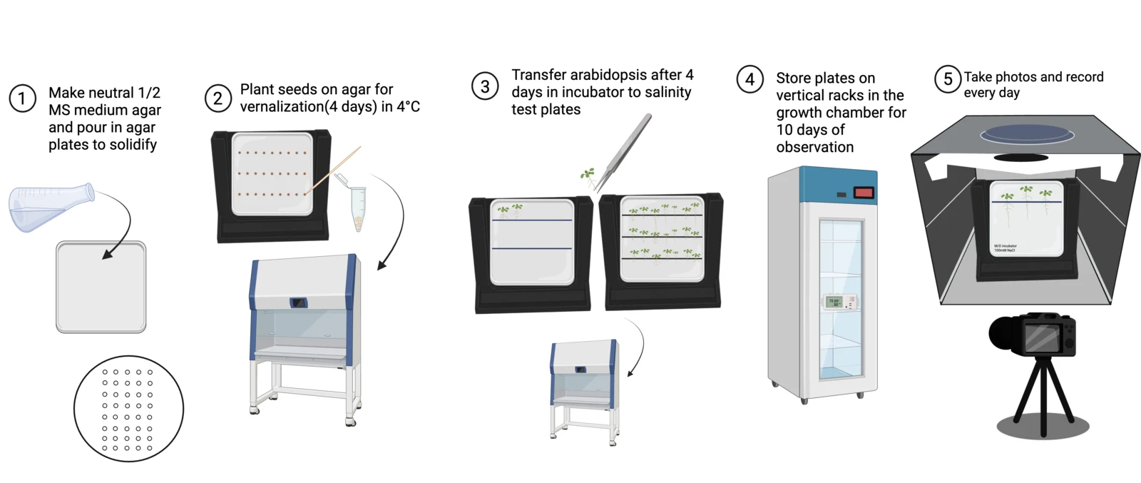 Workflow strip for the agar assay: pour plates, sow seeds with the template, vernalise, transfer seedlings to treatment plates, photograph on the black stand.