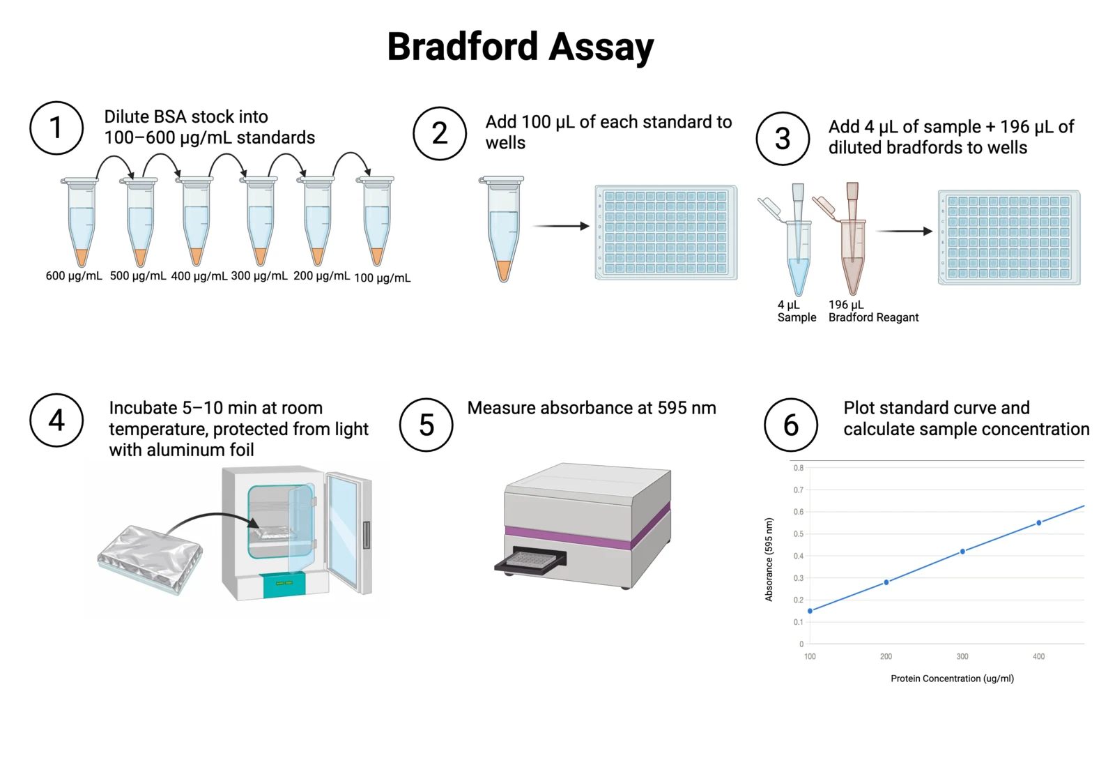 Procedure diagram for the Bradford assay: dilute a BSA standard series, add standards and samples to a 96-well plate with Bradford reagent, incubate, read at 595 nanometres, fit the standard curve.