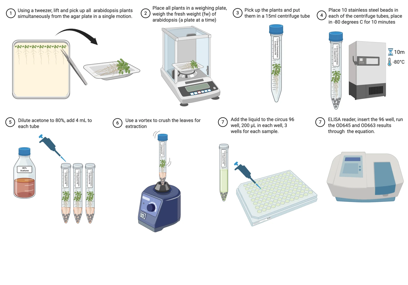 Procedure diagram for chlorophyll extraction: lift and weigh the seedlings, freeze them with steel beads, extract in 80 percent acetone, load a 96-well plate, read at 663 and 645 nanometres.