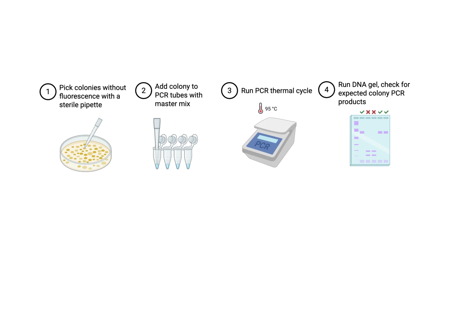 Procedure diagram for colony PCR: grid a backup plate, pick each colony with a tip, streak it on the grid, drop the tip in a PCR tube with master mix, run the cycle.