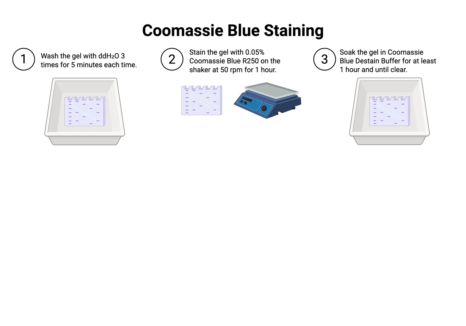 Procedure diagram for Coomassie staining: wash the gel three times in water, stain for an hour, destain until bands show on a clear background.