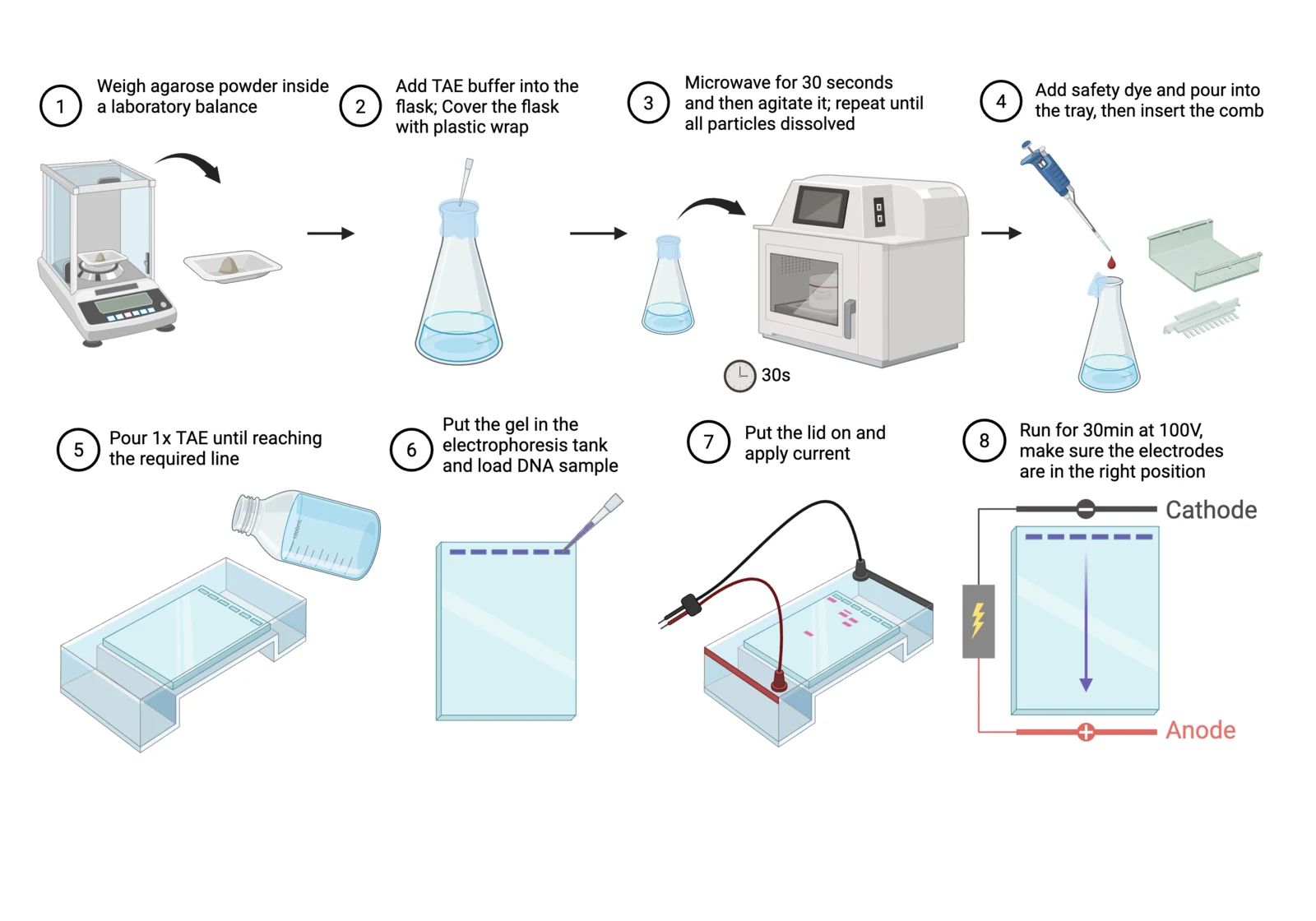 Procedure diagram for DNA gel electrophoresis: cast the agarose gel with stain, load ladder and samples, run at 100 volts, image.
