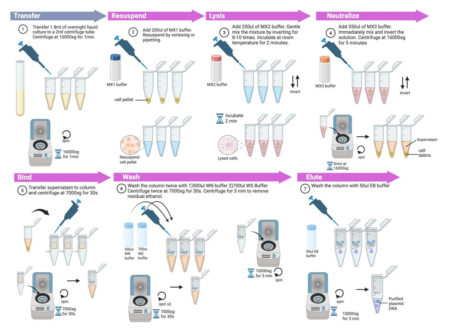 Procedure diagram for plasmid miniprep: pellet the culture, resuspend, lyse, neutralise, bind to the column, wash, elute, measure on the BioDrop.