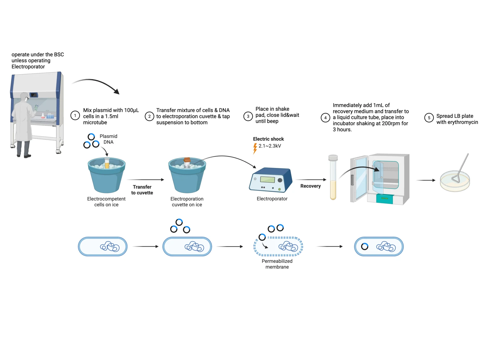 Procedure diagram for electroporation: grow and wash electrocompetent Bacillus subtilis, mix with plasmid in a chilled cuvette, pulse, recover in SOC, plate on selective agar.