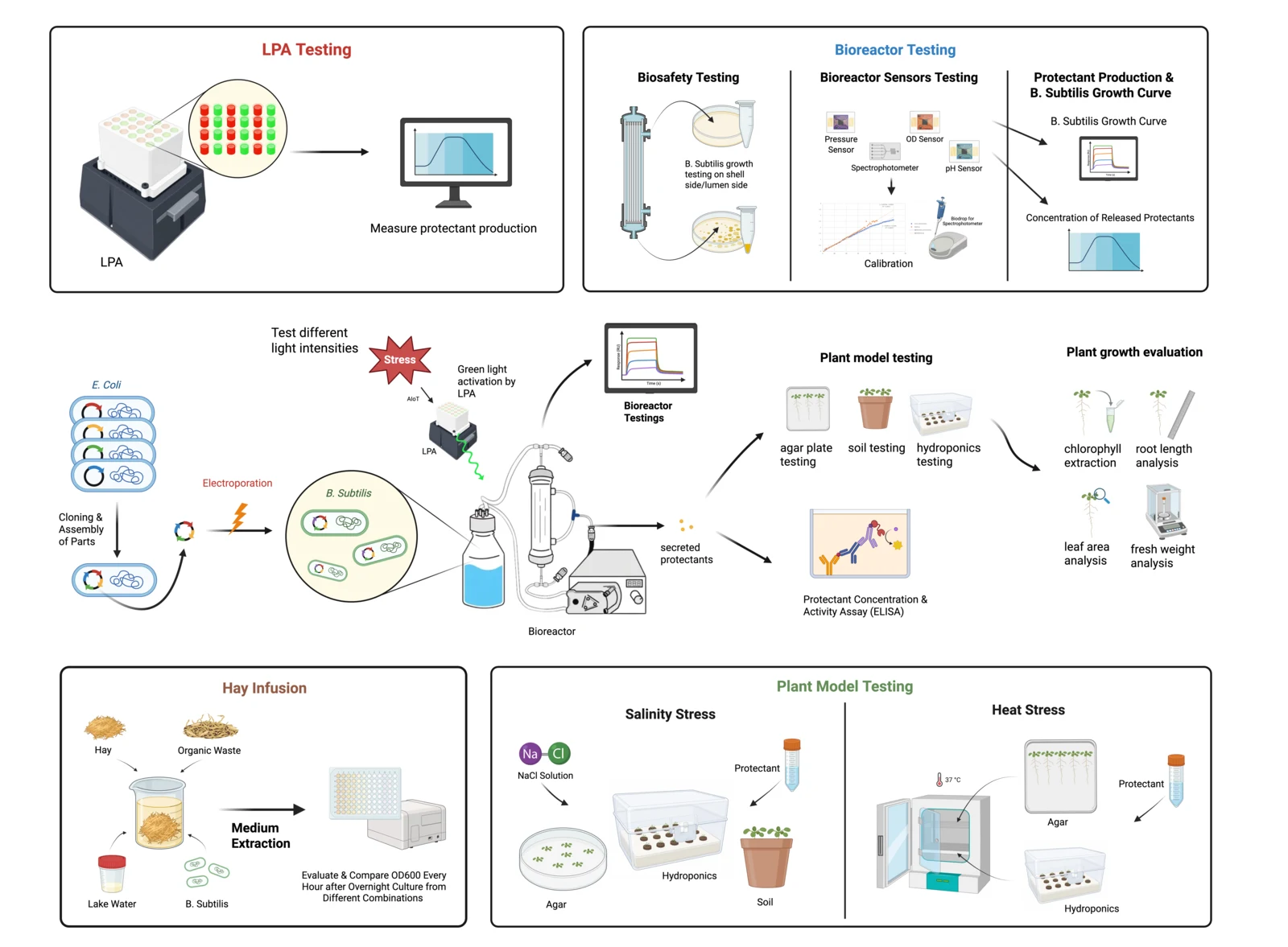 Whole-project experiment map: cloning in E. coli, electroporation into B. subtilis, bioreactor culture, secreted protectants, plant model testing on agar, soil and hydroponics, and plant growth evaluation by chlorophyll, root length, leaf area and fresh weight.