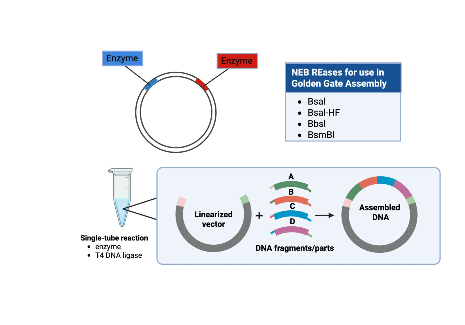Procedure diagram for Golden Gate assembly: combine vector, inserts, T4 ligase, buffer and type IIS enzyme, then cycle digestion and ligation.