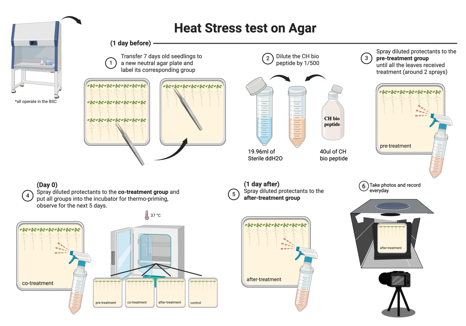 Procedure diagram for heat stress on agar: vernalise and germinate, transfer seedlings to four plates, spray the peptide one day before, on the day, or one day after 37 degree thermopriming, and image daily.
