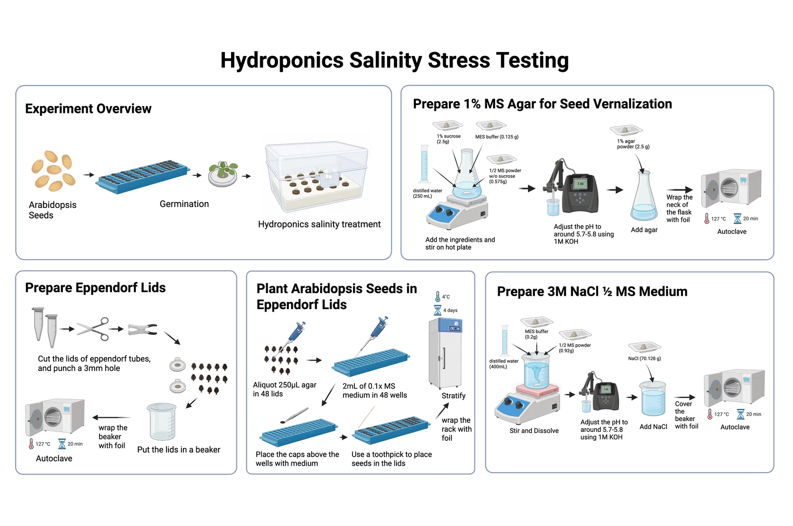 Procedure panels for hydroponic salinity testing: overview from seed to germination rack to treatment box, preparing 1 percent MS agar, punching Eppendorf lids, planting seeds in the lids over a 48-well rack, and preparing 3 molar NaCl in half MS medium.