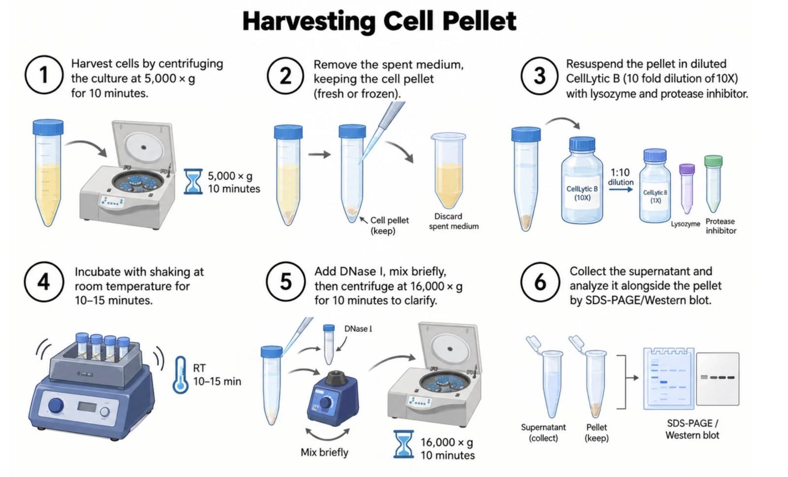 Procedure diagram for large scale pellet lysis: harvest cells, resuspend in CelLytic B with lysozyme and protease inhibitor, shake, add DNase I, spin, collect the soluble fraction.
