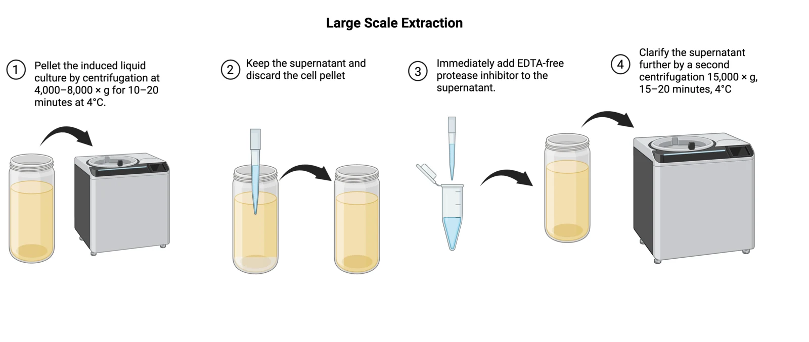 Procedure strip for the large scale supernatant harvest: pellet the induced culture, keep the supernatant, add protease inhibitor, clarify.