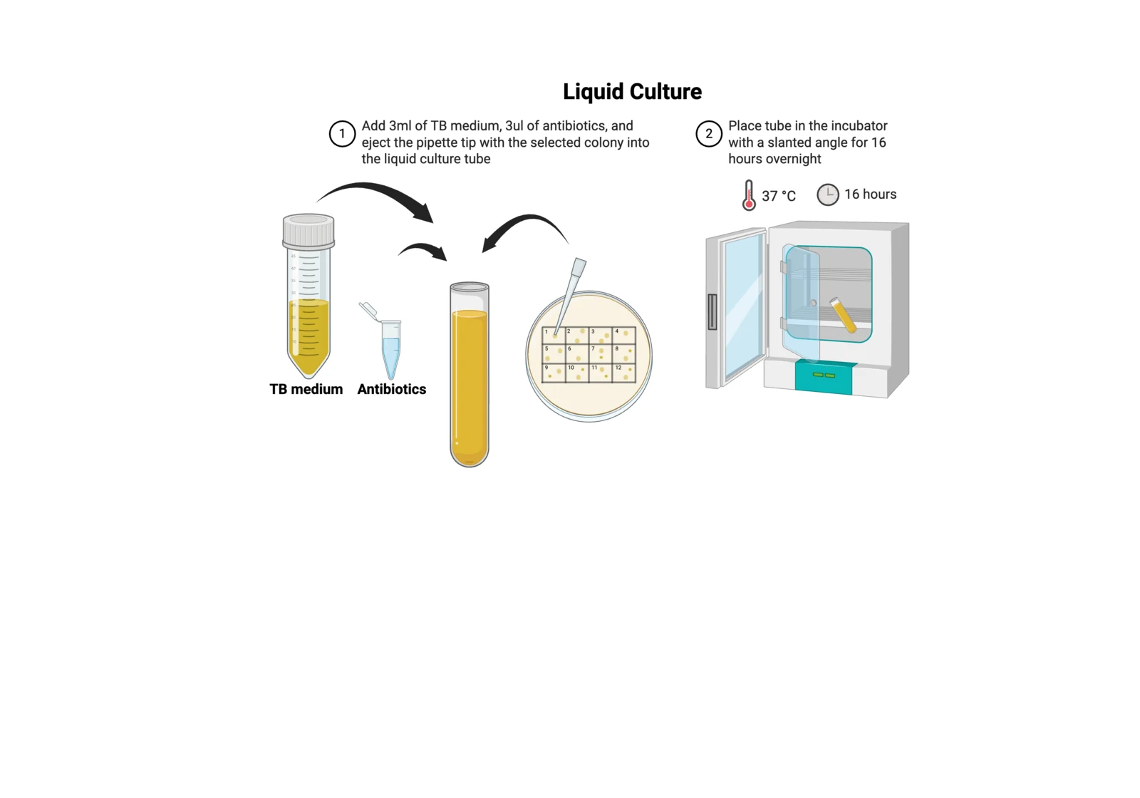 Procedure diagram for liquid culture: label tubes, add TB medium and antibiotic, pick a colony with a tip, drop it in, incubate at a slant.