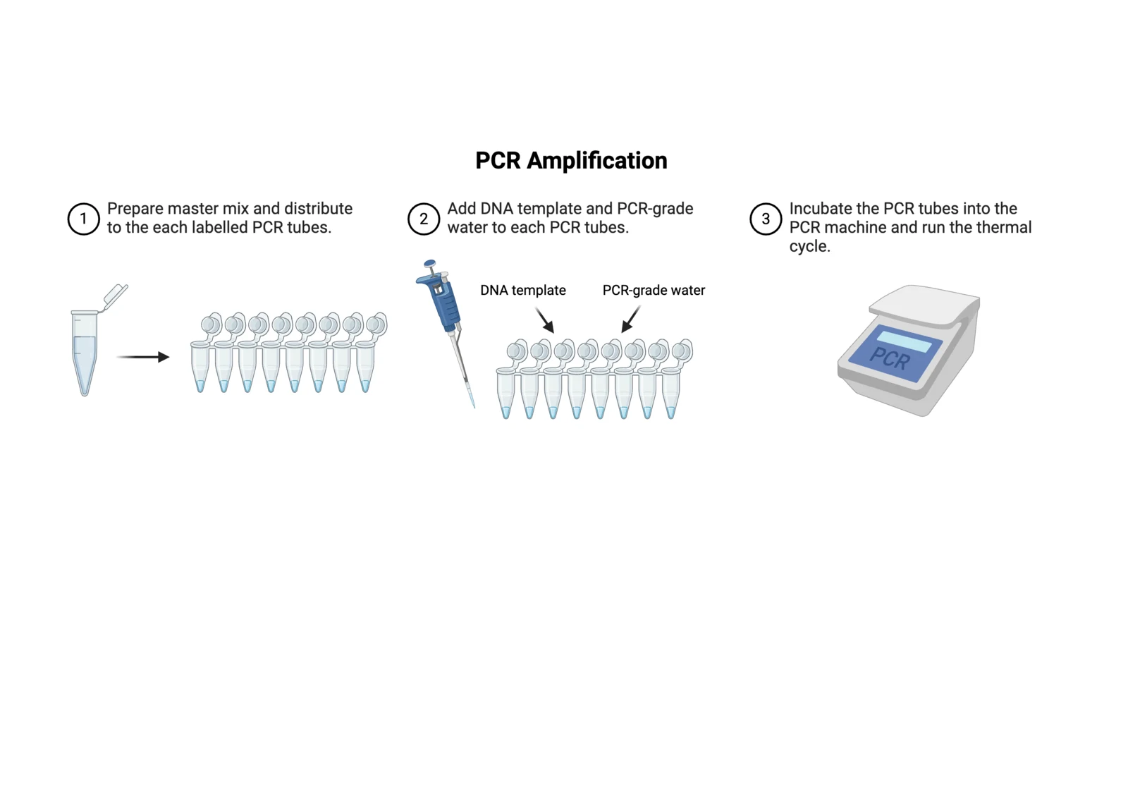 Procedure diagram for PCR amplification: assemble the reaction on ice, then run the thermal cycle.