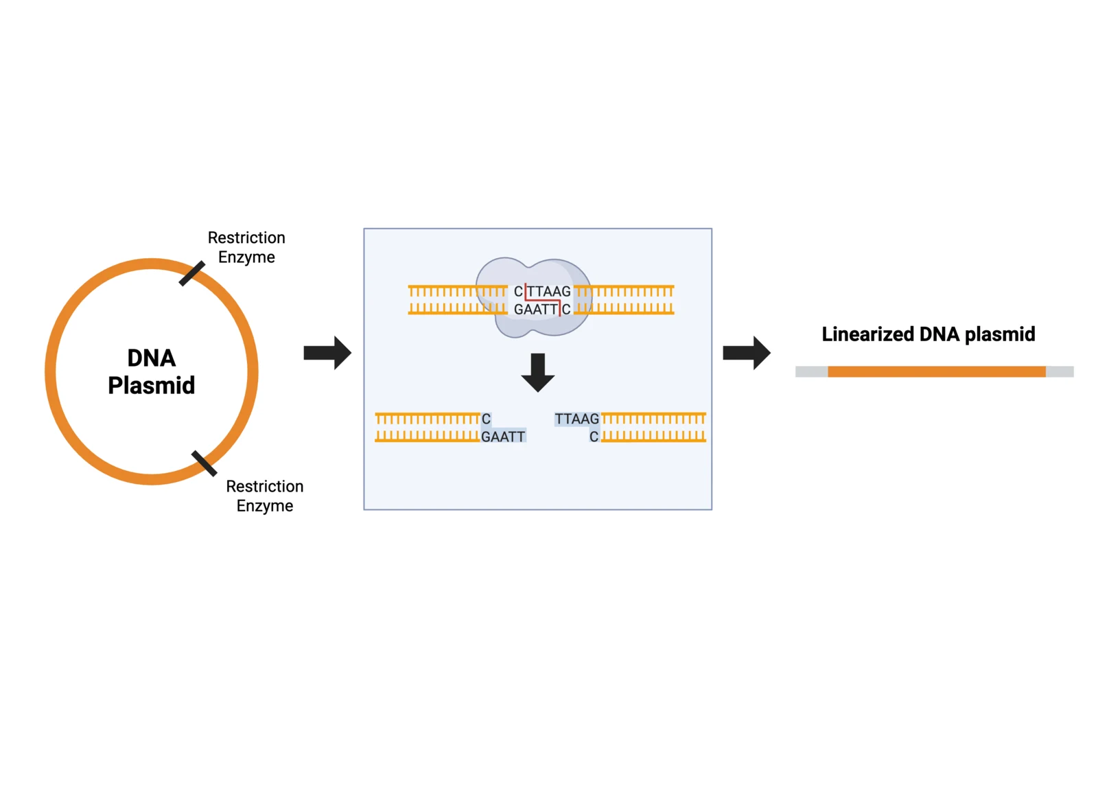 Procedure diagram for restriction enzyme digestion: calculate the DNA volume, assemble buffer, enzyme, DNA and water on ice, incubate.