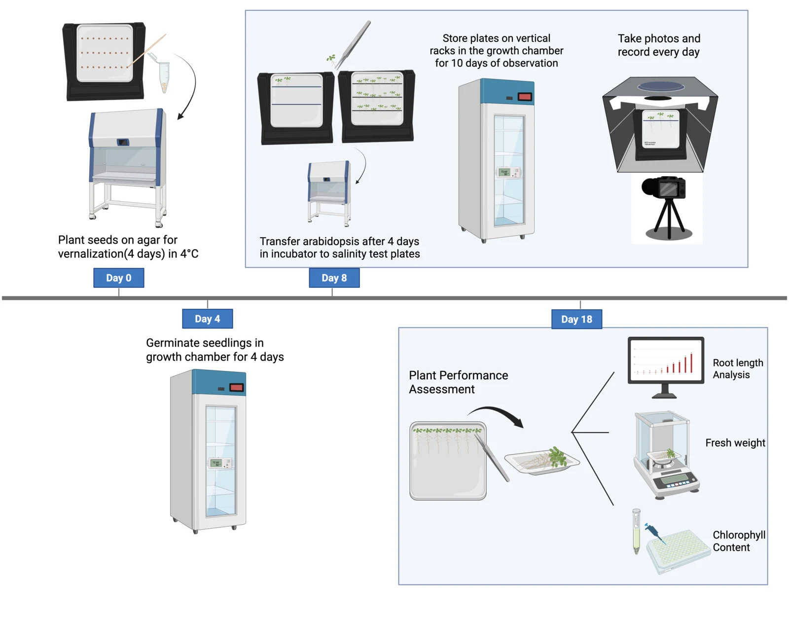 Timeline of the agar salinity test: sowing and vernalisation, germination, transfer onto treatment plates, then daily imaging and harvest into root length, fresh weight and chlorophyll.