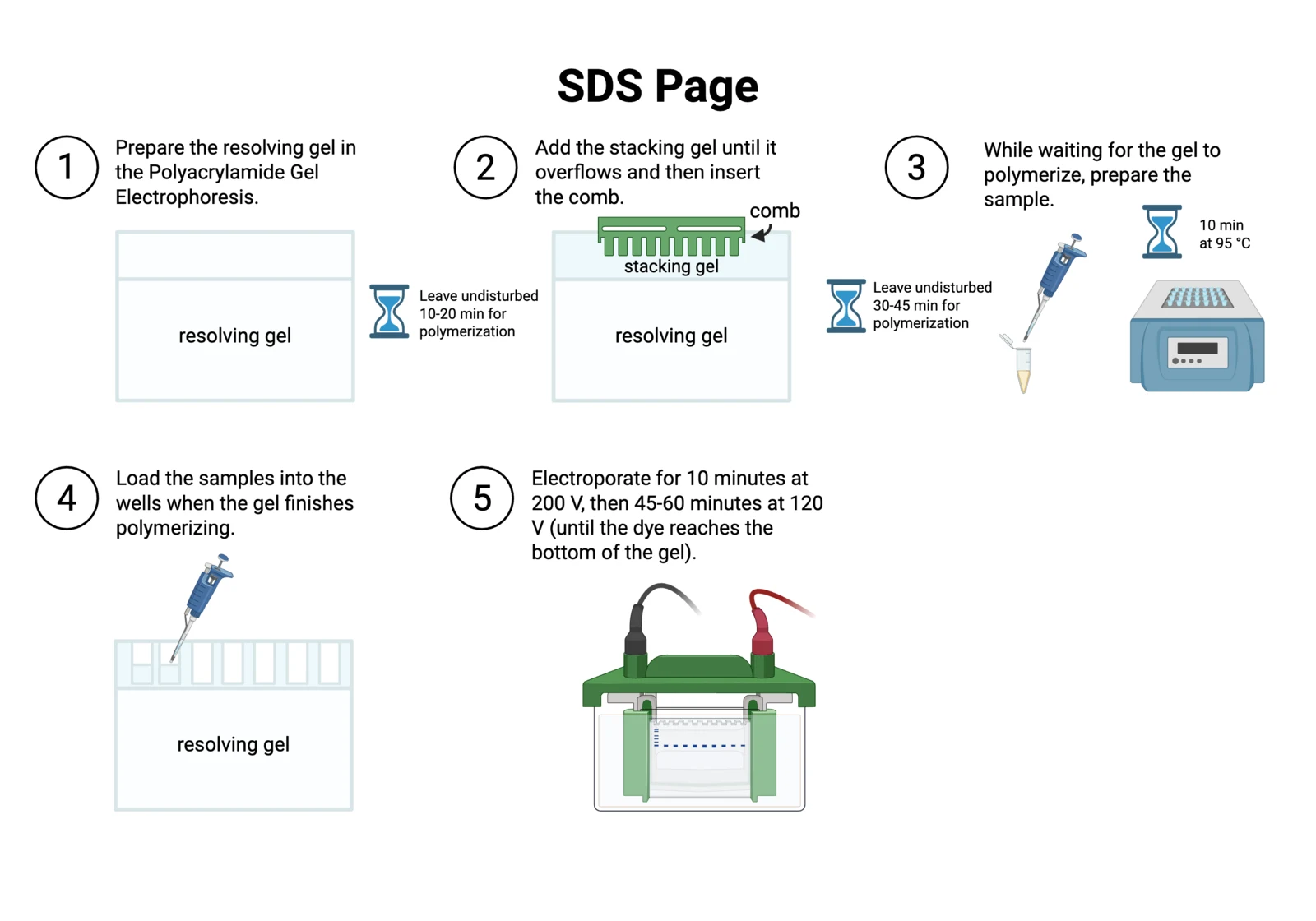 Procedure diagram for SDS-PAGE: pour resolver and stacker, set the comb, heat samples in Laemmli buffer, load the ladder at both ends, run at 200 then 120 volts.