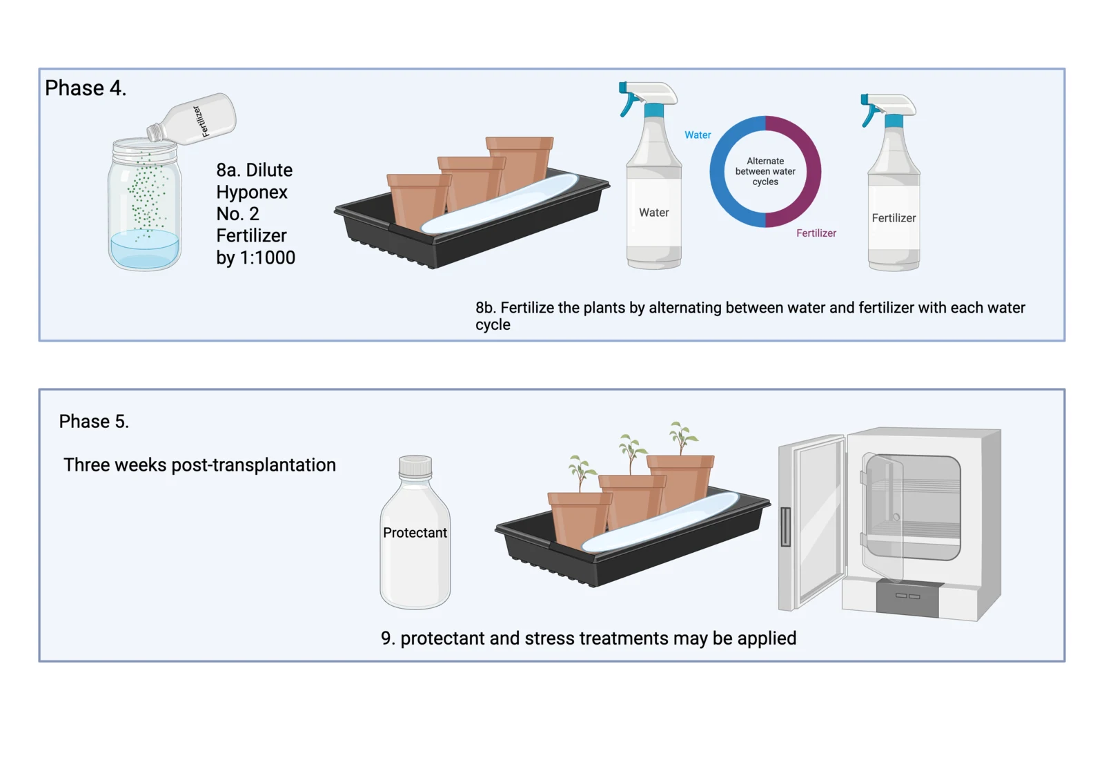 Procedure diagram for post-transplant care: tray watering, stepping down humidity under a lid, alternating fertiliser, staking the inflorescence and collecting seed.