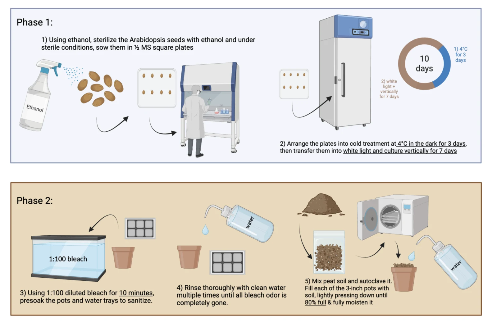 Procedure diagram for seed sterilisation and germination on half MS plates, cold treatment and vertical growth under white light.