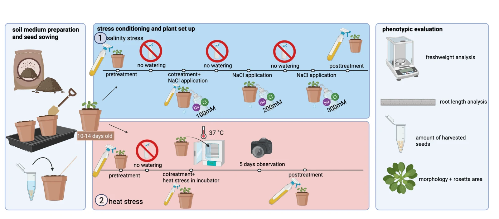 Soil experiment overview: soil medium preparation and sowing, then a salinity arm with pre-treatment, co-treatment at 100 millimolar and further applications at 200 and 300 millimolar, and a heat arm at 37 degrees, ending in fresh weight, root length, harvested seed and rosette area.