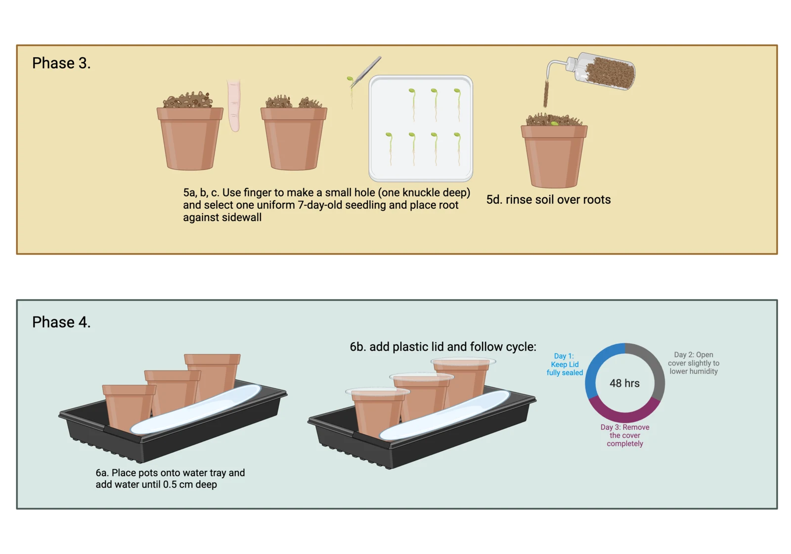 Procedure diagram for transplanting a seven-day-old seedling into a soil pot, supporting it from beneath the cotyledons and washing soil over the roots.