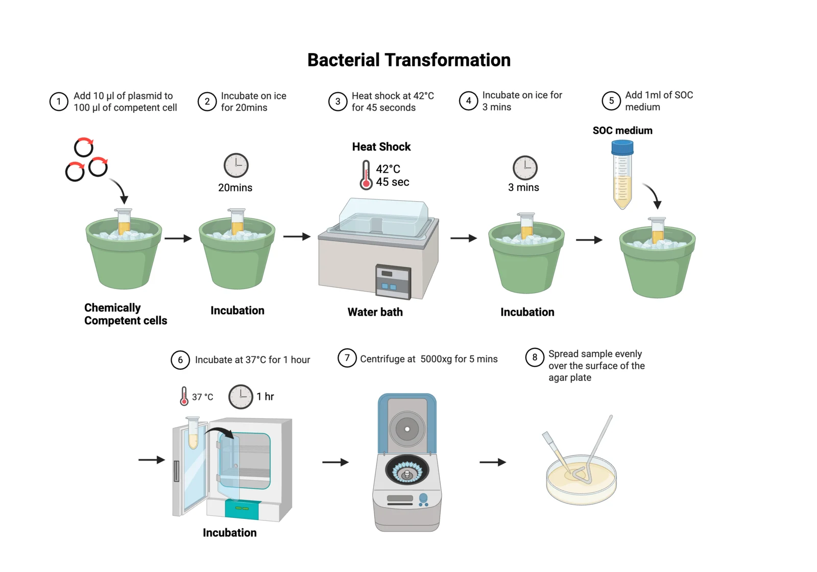 Procedure diagram for heat-shock transformation: thaw competent cells on ice, add plasmid, heat shock at 42 degrees, recover in SOC, plate.