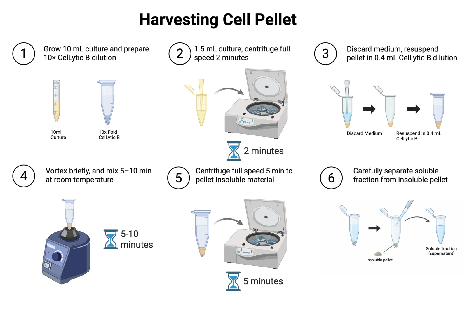 Procedure diagram for the cell pellet: pellet 1.5 millilitre aliquots, resuspend each in a different CelLytic B dilution, mix, spin, separate soluble from insoluble fractions.