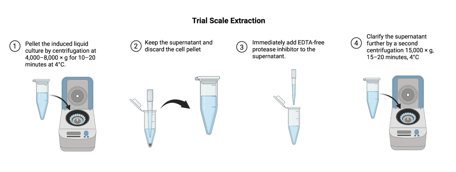 Procedure strip for harvesting the secreted fraction: centrifuge the culture, keep the supernatant, add protease inhibitor, clarify with a second spin.