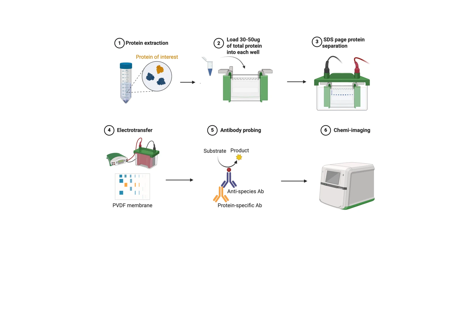 Procedure diagram for a Western blot: run the gel, build the transfer sandwich onto PVDF, block in milk, incubate with primary and secondary antibodies, detect by chemiluminescence.