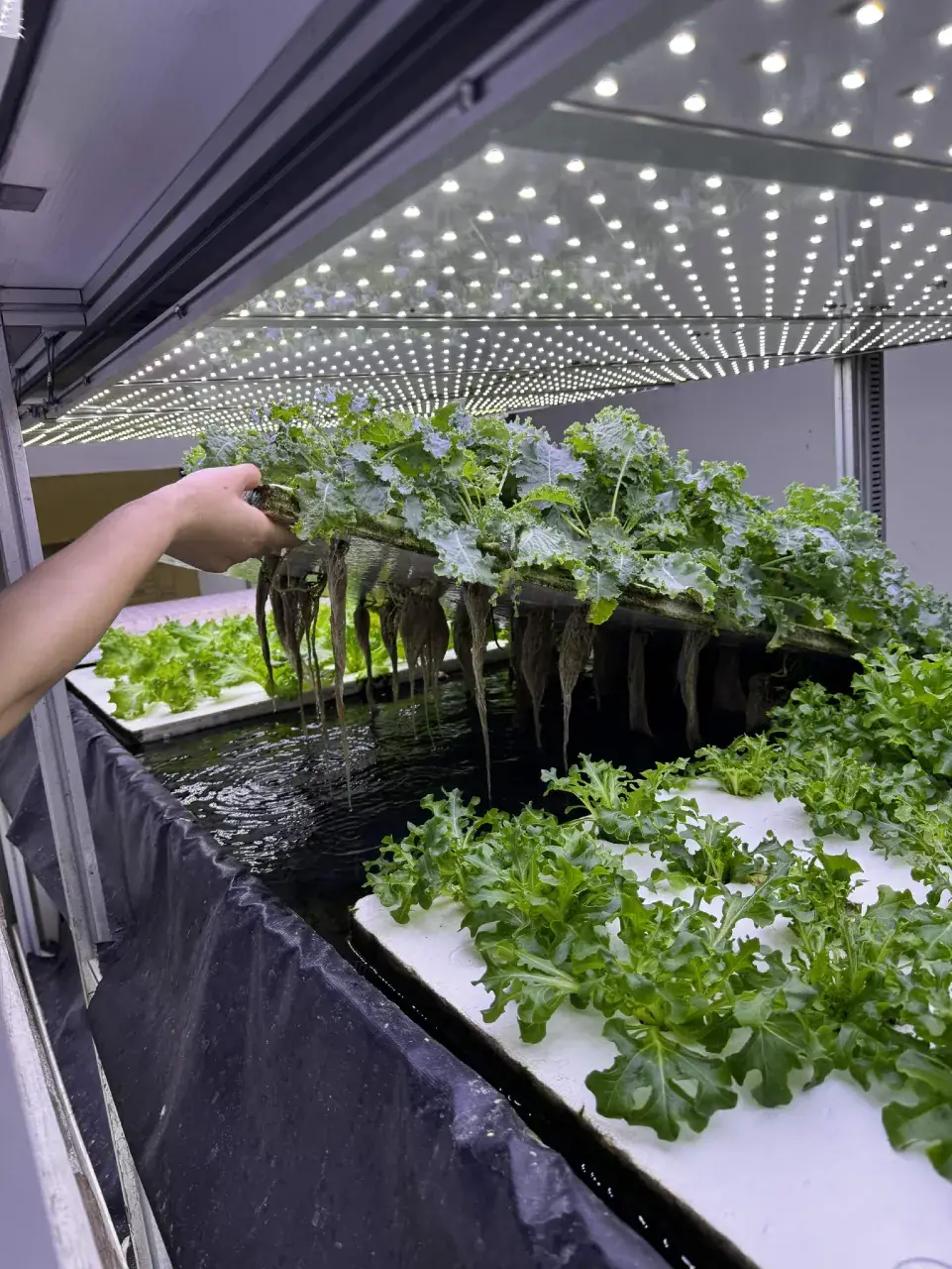 Tall racks of identical growing trays in a commercial vertical farm, lit from above by rows of purple LEDs.