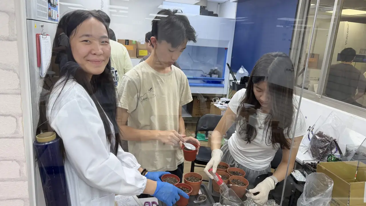 Three team members potting Arabidopsis seedlings into small pots at the bench.