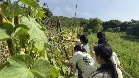 Students picking from a bean trellis.