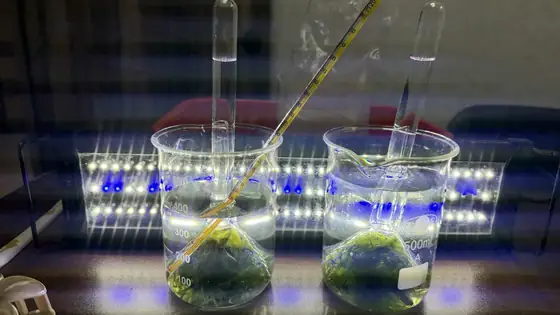 Glass beakers of plants lit from behind by a strip of LEDs.