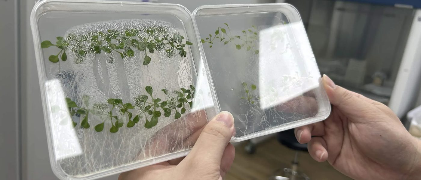 Two hands holding up a pair of square agar plates of Arabidopsis seedlings: the left plate carries two dense rows of green seedlings with long roots, the right plate a sparse row of small, pale ones.