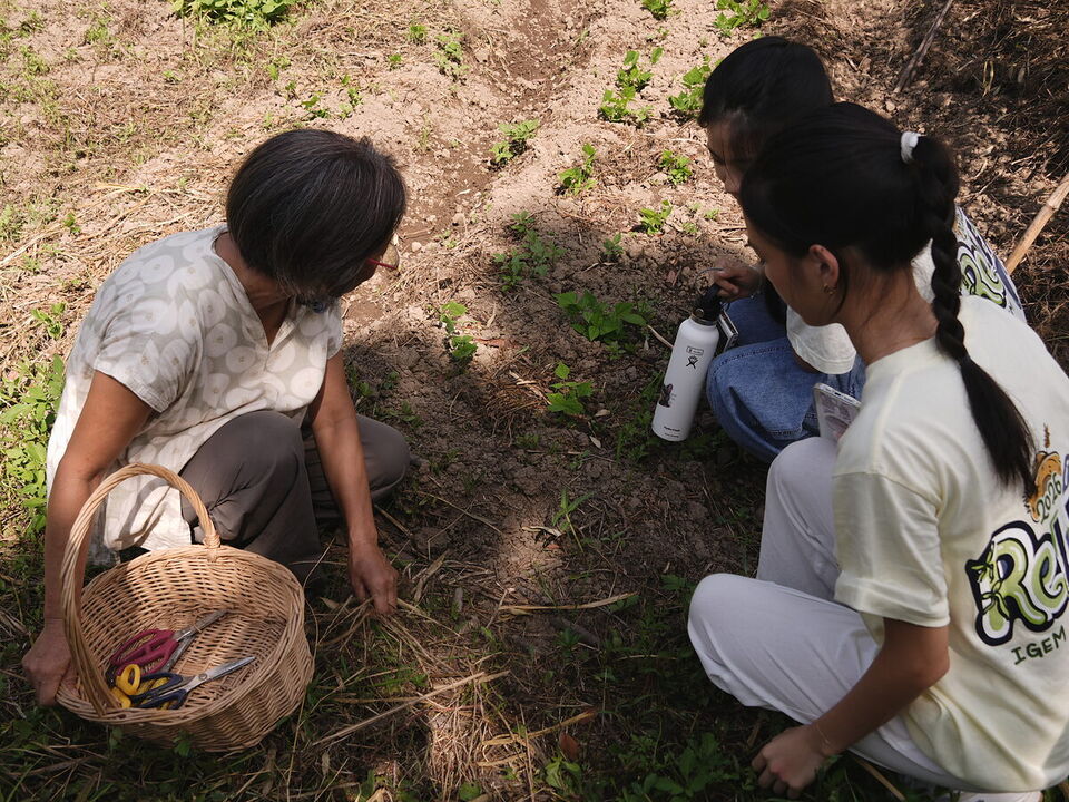 Farmer Chen kneeling in her field in Tamsui with her basket, showing two ReLEAF students the young plants in the soil.