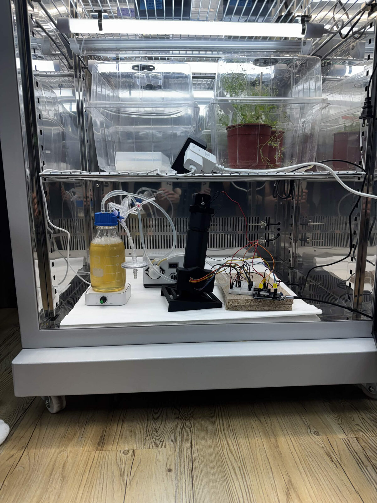 The bench circulation loop with its in-line photometer, in a glass-fronted cabinet: a media bottle of yellow B. subtilis culture on a stirrer, the peristaltic pump, the black photometer tower and a breadboard, with plants on the shelf above.