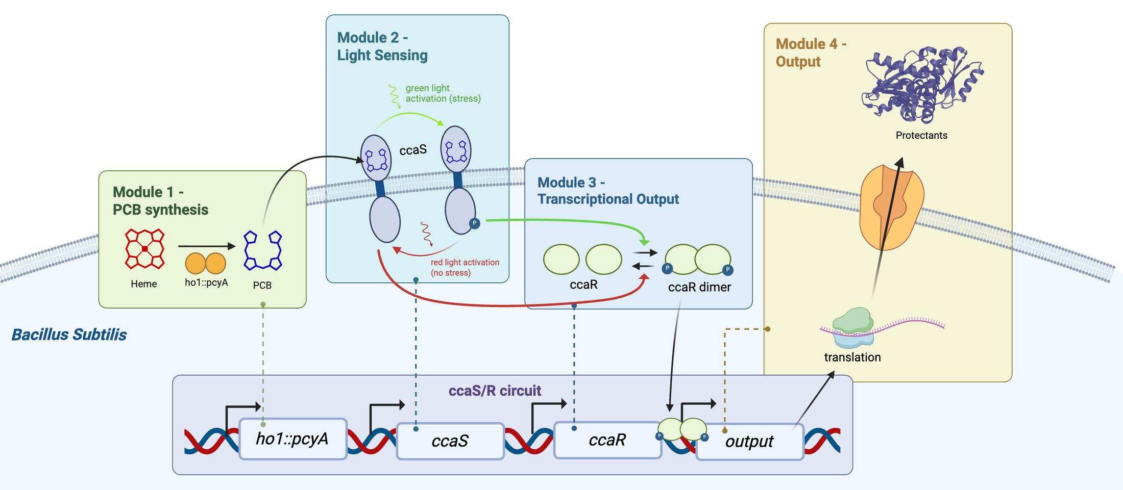 The four-module CcaS/CcaR circuit in B. subtilis. Module 1, heme converted to phycocyanobilin by ho1 and pcyA. Module 2, CcaS in the membrane binding phycocyanobilin and autophosphorylating under green light, reversed by red light. Module 3, phosphate passed to CcaR, which dimerises. Module 4, the CcaR dimer driving transcription and translation of the protectants, which are then secreted.