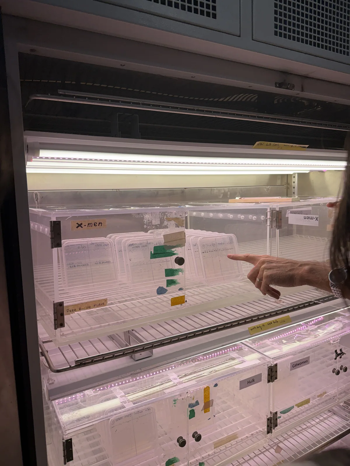 Shelves of plates under grow lights in a growth chamber, with a hand pointing at one of them.
