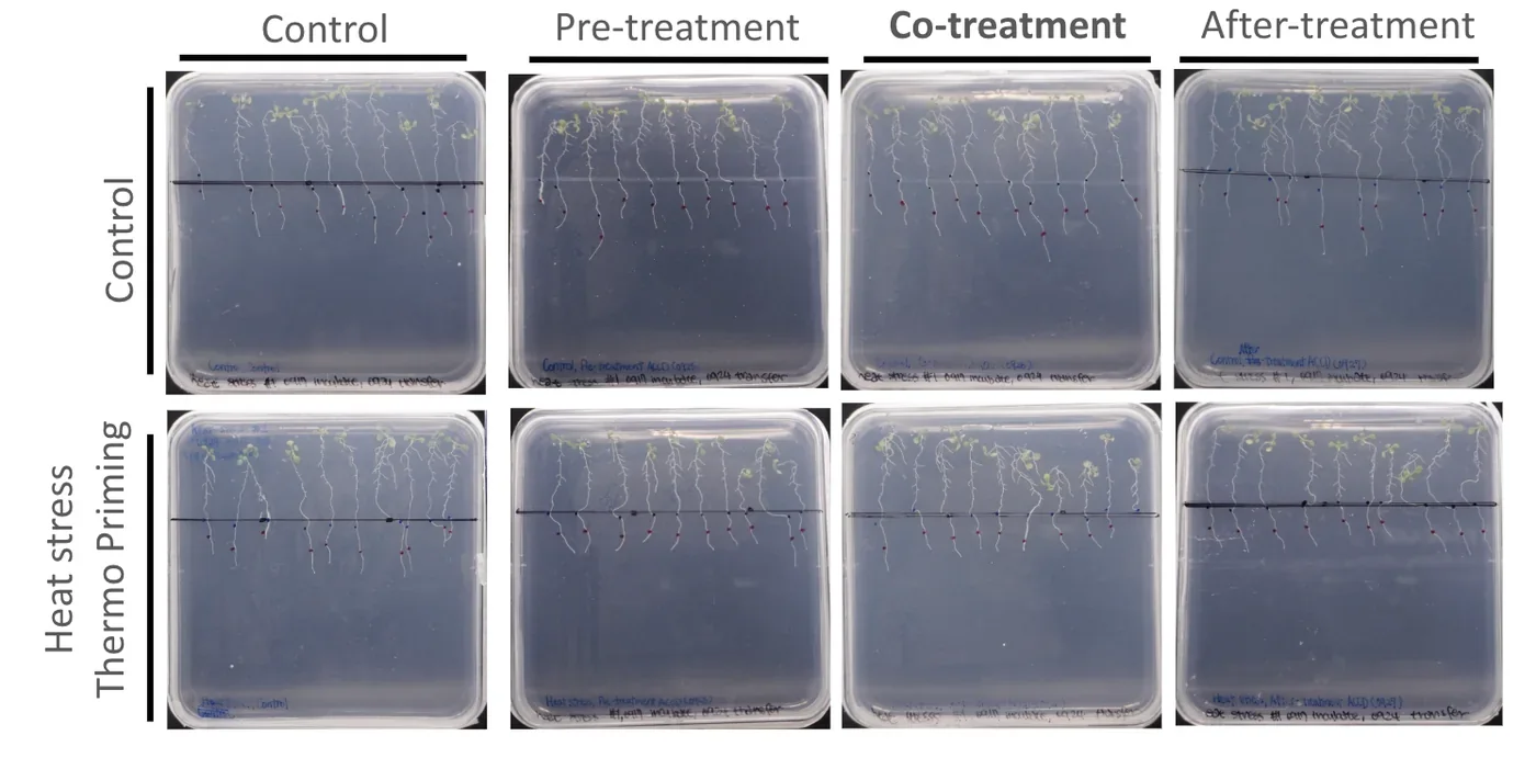 Eight square agar plates in a grid. Columns are control, pre-treatment, co-treatment and after-treatment; rows are control and heat stress thermo priming. Each plate holds a row of seedlings with roots hanging below a drawn baseline.