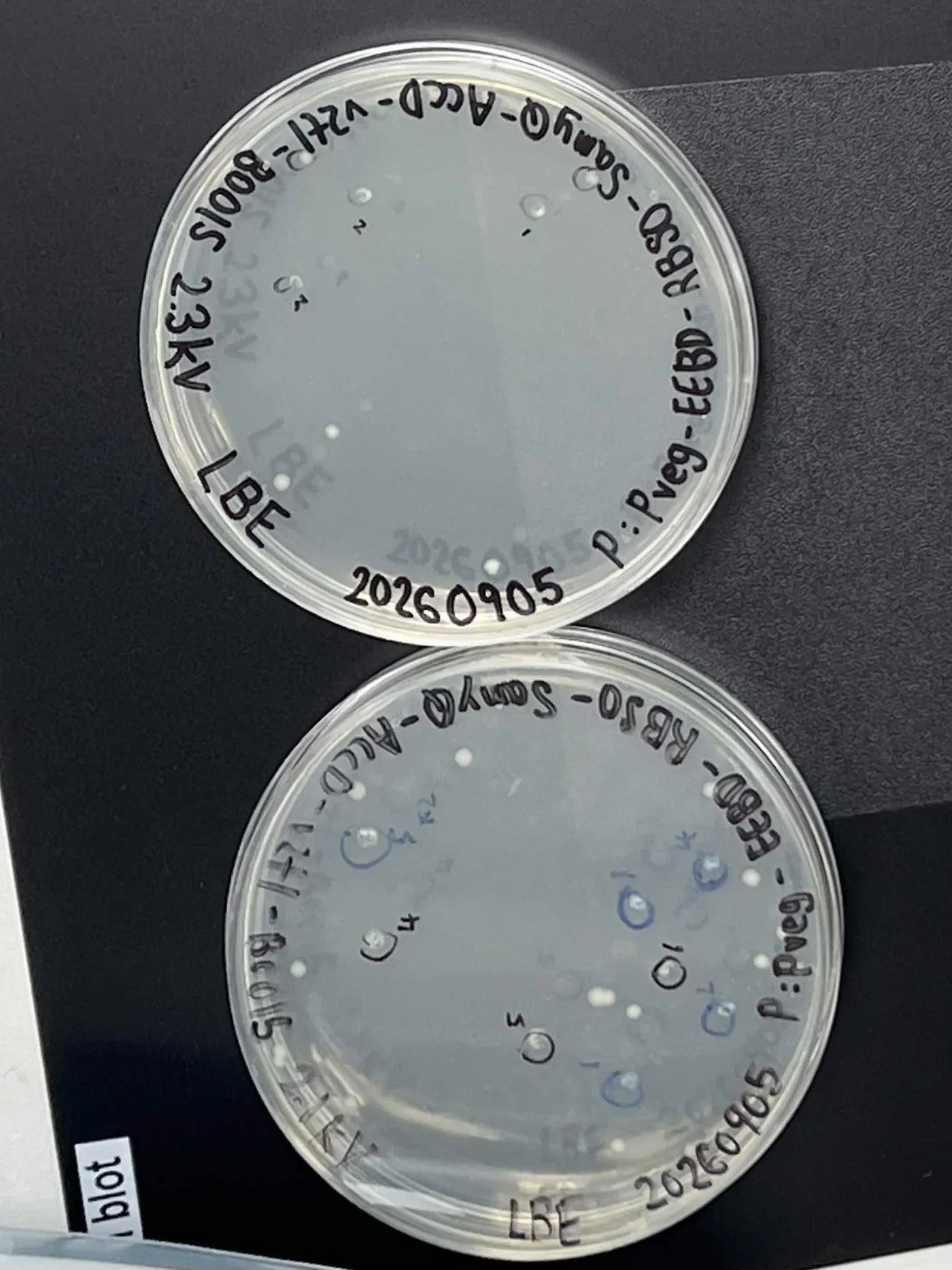 Two LBE plates photographed on a black bench. Both carry only scattered single colonies, several of them circled and numbered in marker.