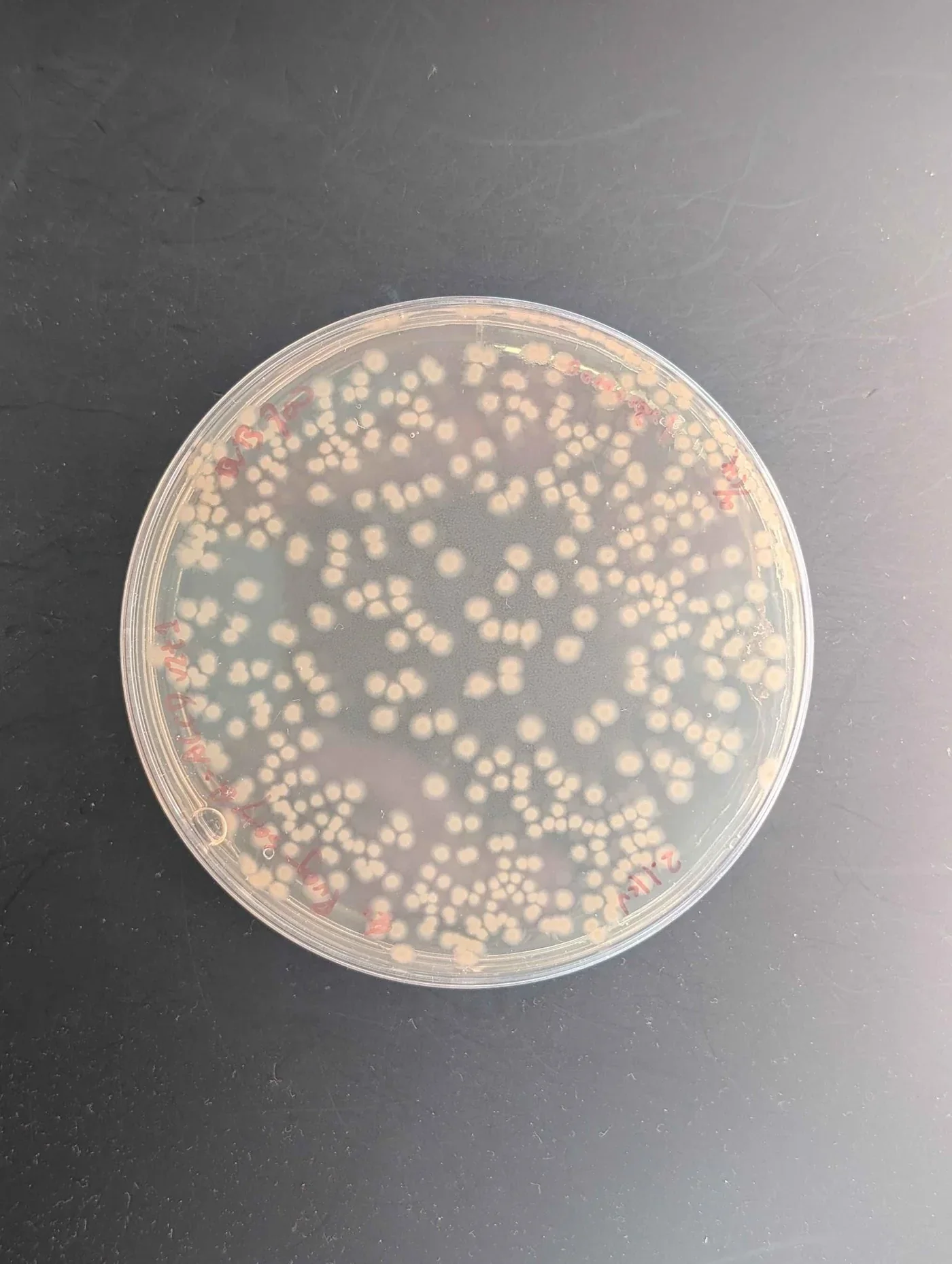 An LBE plate with many round cream colonies spread across the agar.
