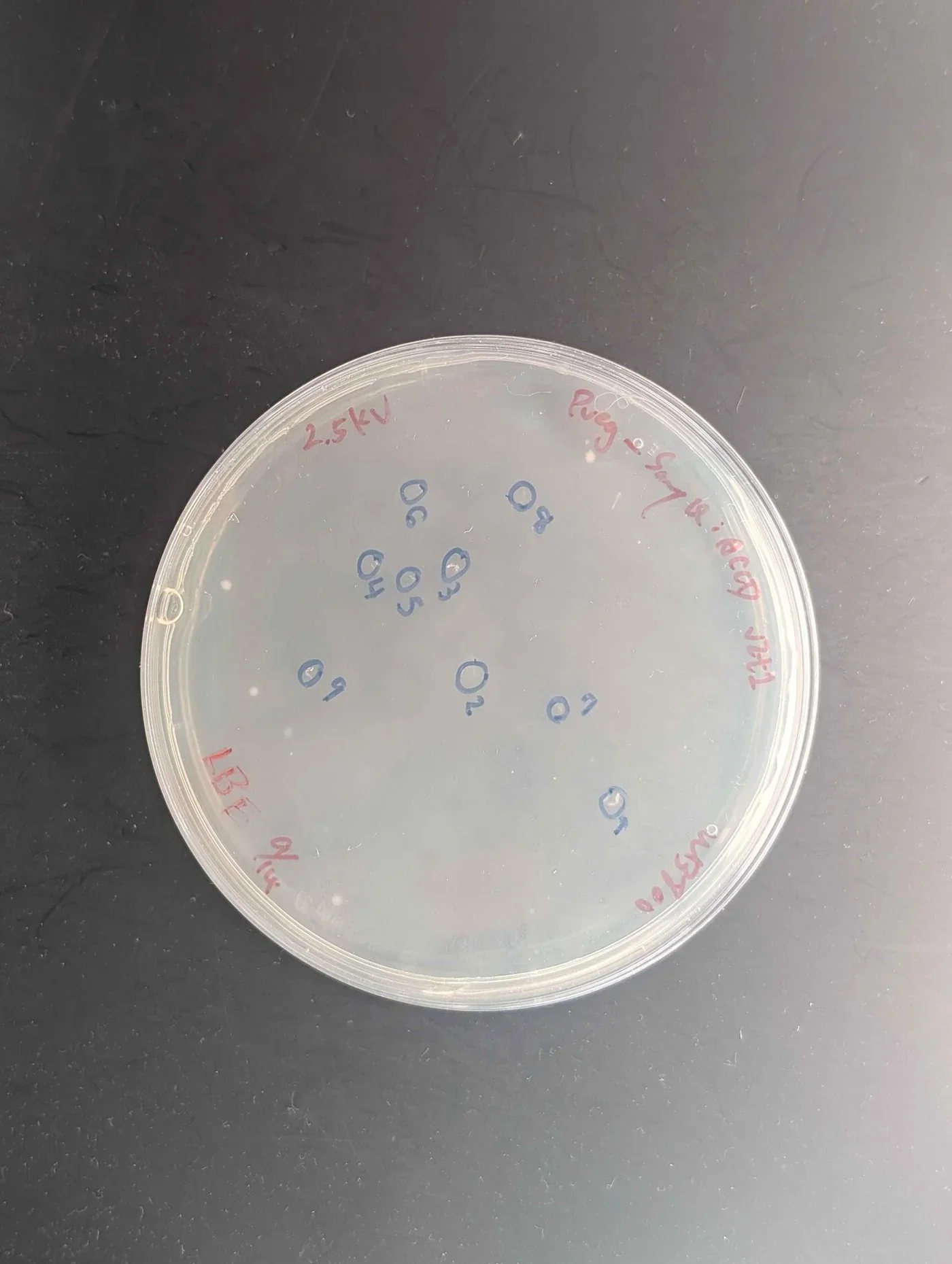 An LBE plate carrying colonies spread across the agar, fewer and more evenly spaced than the plate beside it.