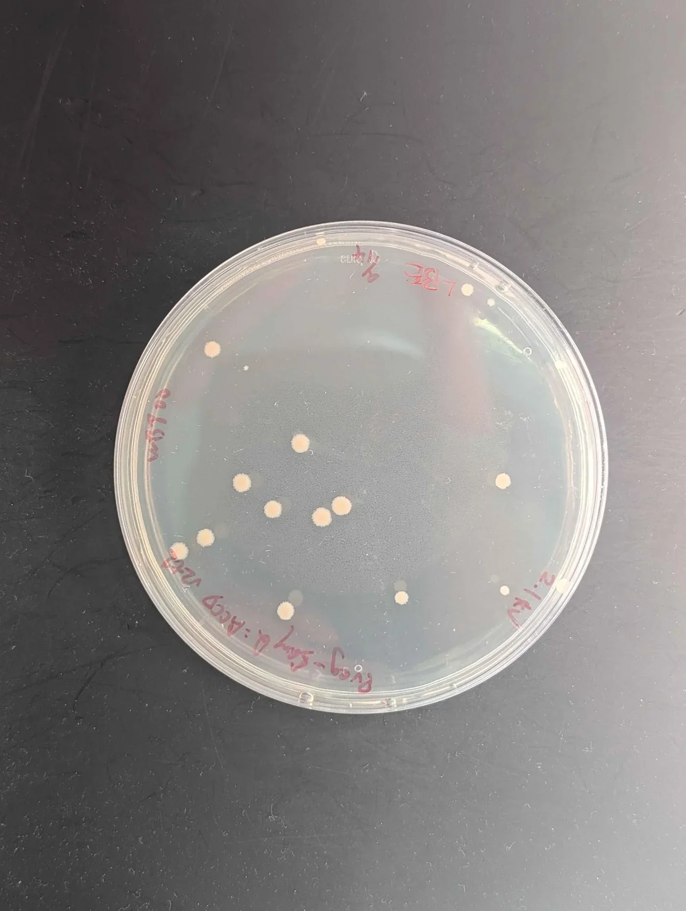 An LBE plate densely covered with round cream colonies.