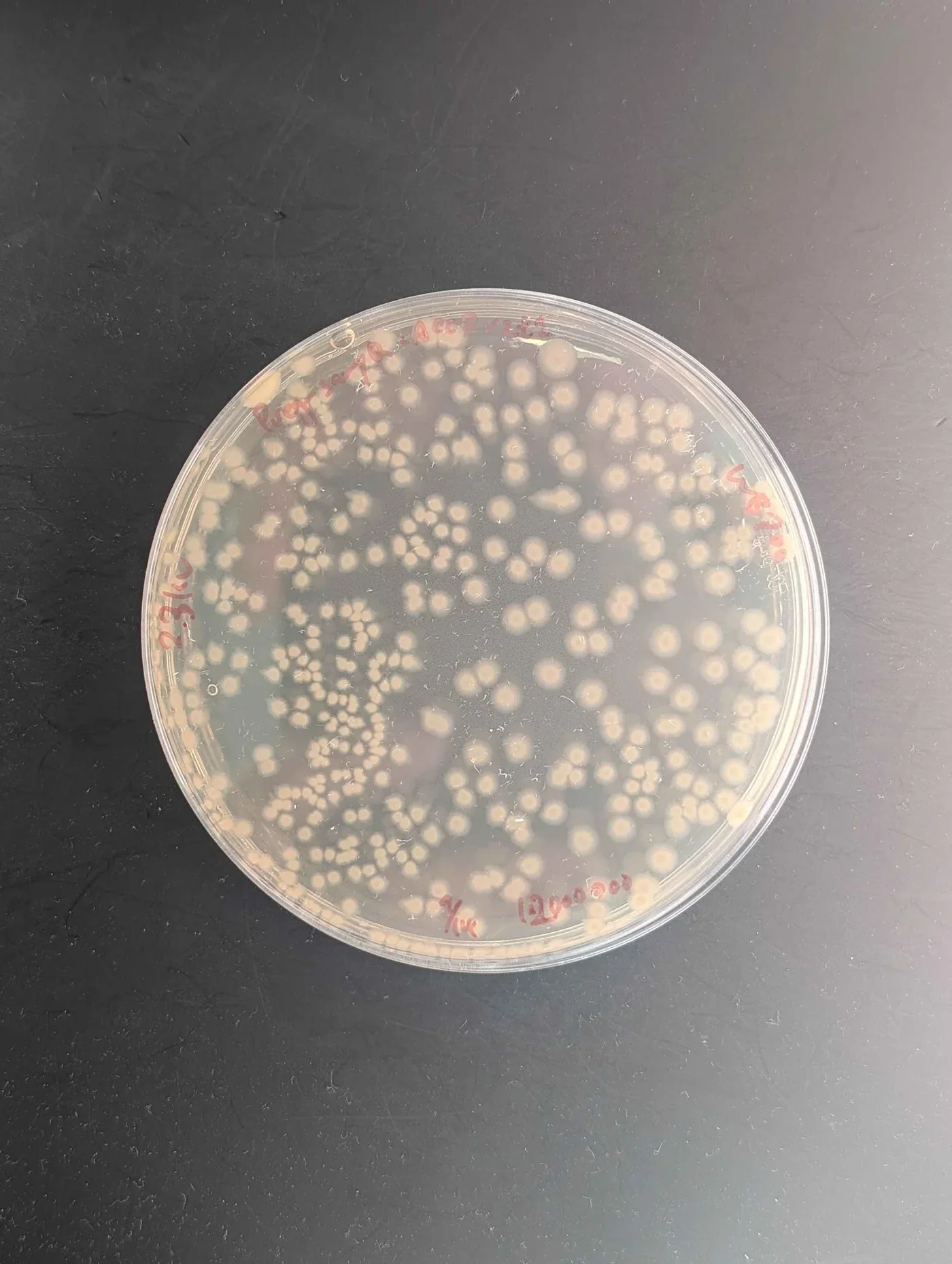An LBE plate covered edge to edge with round colonies, written on in red marker.