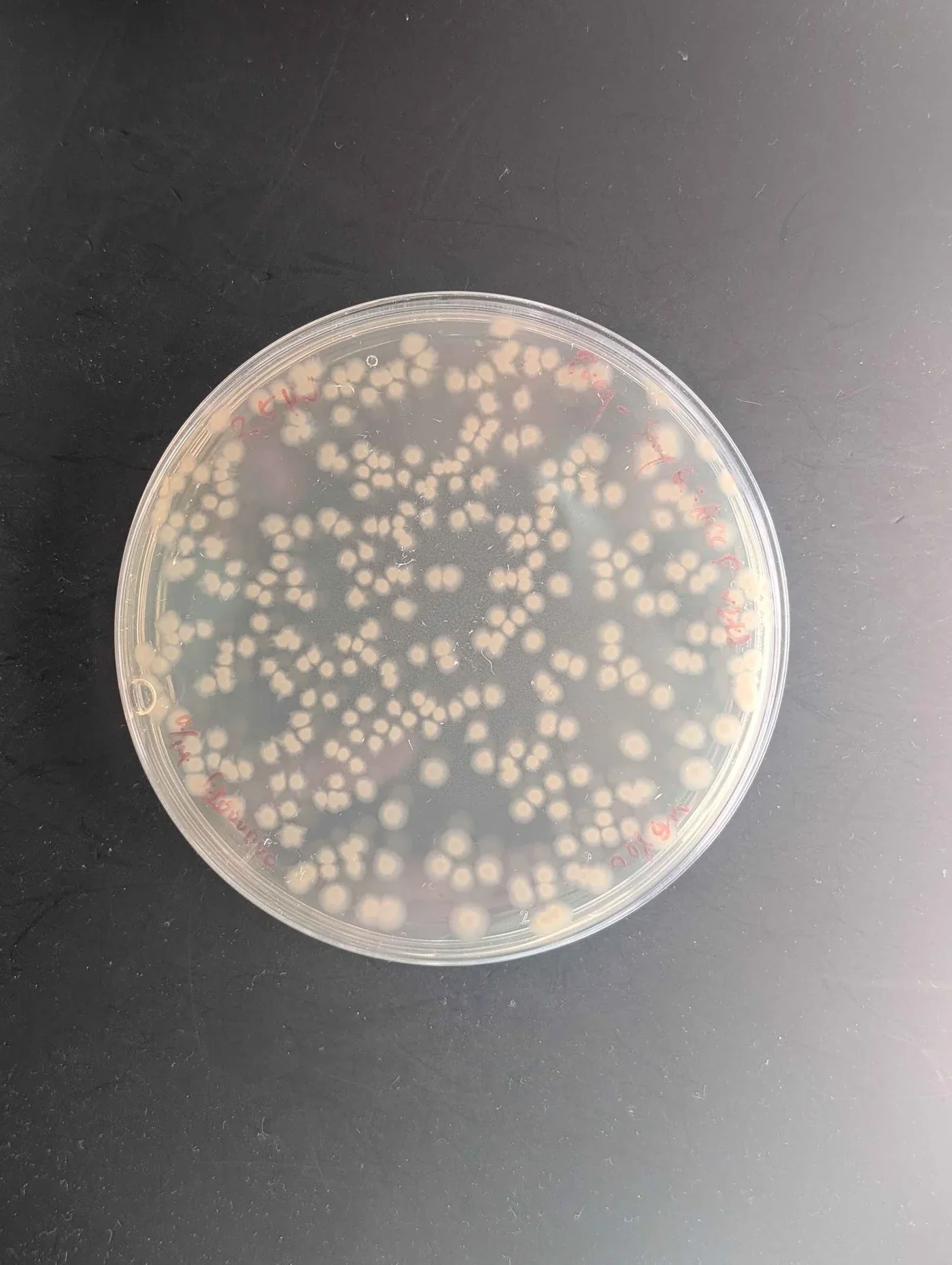 An LBE plate with colonies spread over the agar surface.
