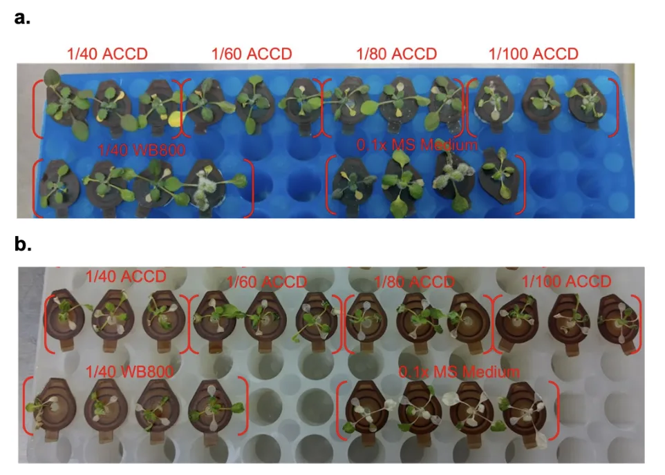 Two racks of Arabidopsis, a blue one above and a white one below, each labelled one fortieth, one sixtieth, one eightieth and one hundredth ACCD along the top and one fortieth WB800 and 0.1 times MS medium along the bottom. Plants in the blue rack are green; plants in the white rack are pale and small throughout.