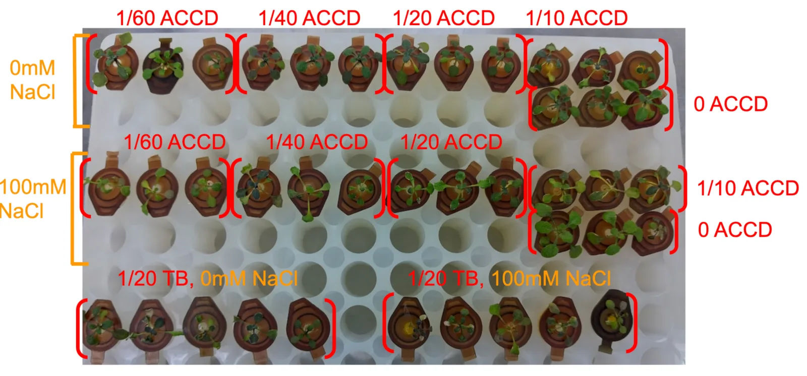 A white tube rack photographed from above in three labelled rows. The top row is 0 millimolar sodium chloride at one sixtieth, one fortieth, one twentieth and one tenth ACCD plus a 0 ACCD group; the middle row repeats those at 100 millimolar; the bottom row is one twentieth TB alone at both salt levels.