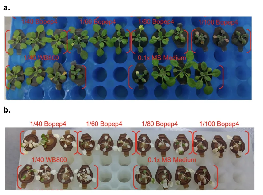 Two racks of Arabidopsis, a blue one above and a white one below, labelled one fortieth to one hundredth BoPep4 along the top and one fortieth WB800 and 0.1 times MS medium along the bottom. Rosettes in the blue rack are large and green; those in the white rack are bleached and small in every group.