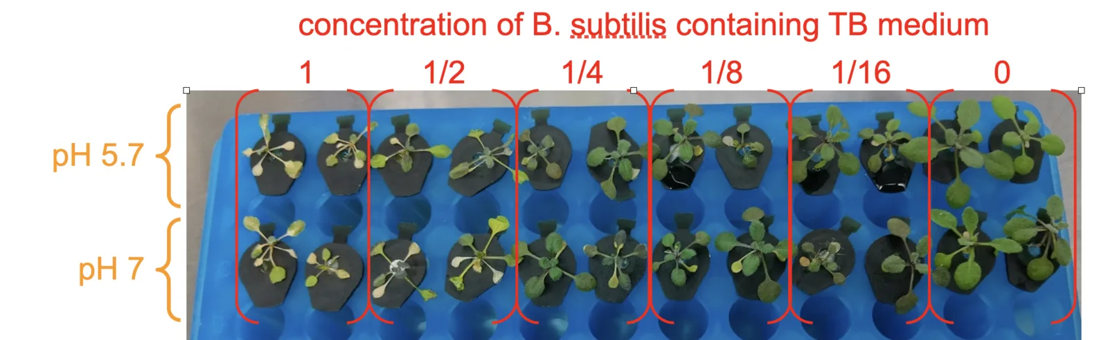 A blue tube rack of Arabidopsis seedlings in two rows, labelled pH 5.7 above and pH 7 below, with six bracketed groups across the top reading 1, one half, one quarter, one eighth, one sixteenth and 0. Seedlings are pale and small at the strongest concentrations and green and full at 0.